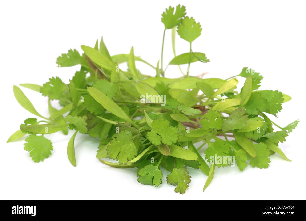 Coriander leaves hires stock photography and images Alamy