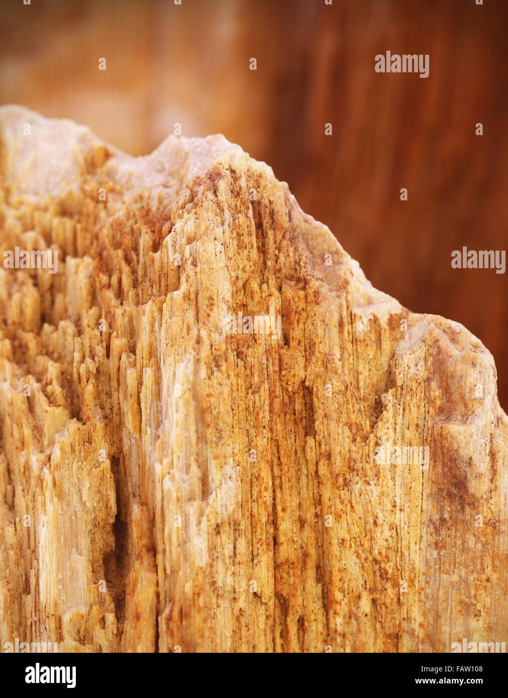 Closeup of fossilized sedimentary rock Stock Photo Alamy