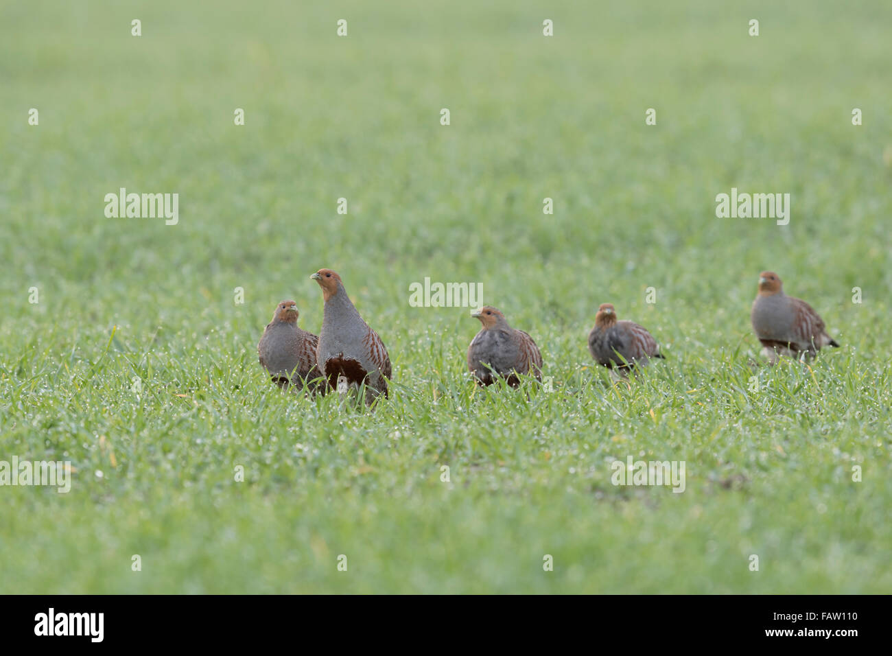 Attentive group of Grey partridges ( Perdix perdix ) walking over a green field of winter wheat, early in the morning. Stock Photo