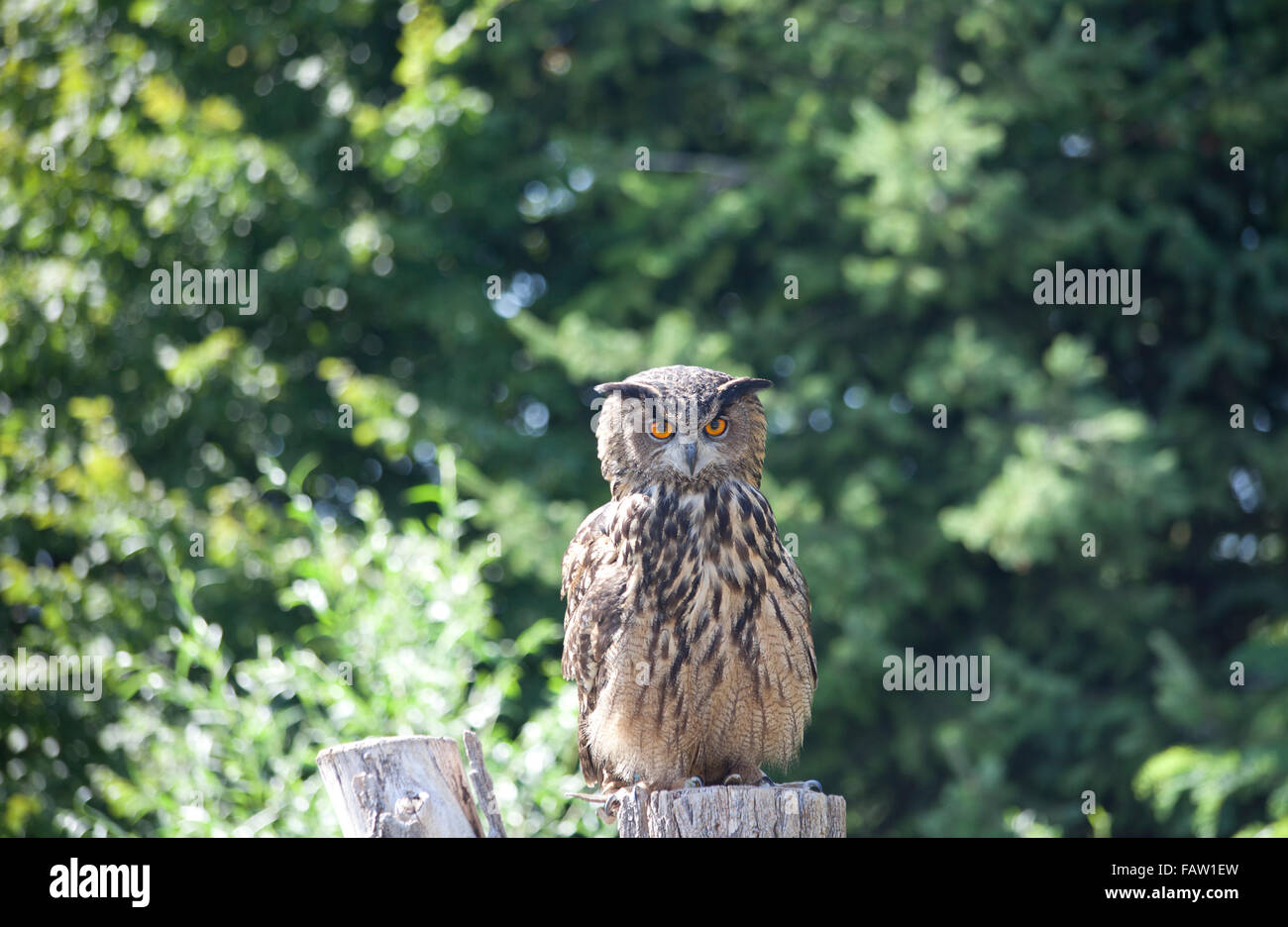 Great Horned Owl with green tree background Stock Photo