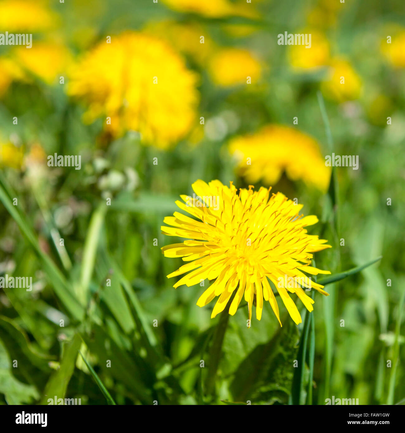 Dandelion (Taraxacum officinale), the common dandelion, is a flowering herbaceous perennial plant of the family Asteraceae (Compositae)  Model Release: No.  Property Release: No. Stock Photo