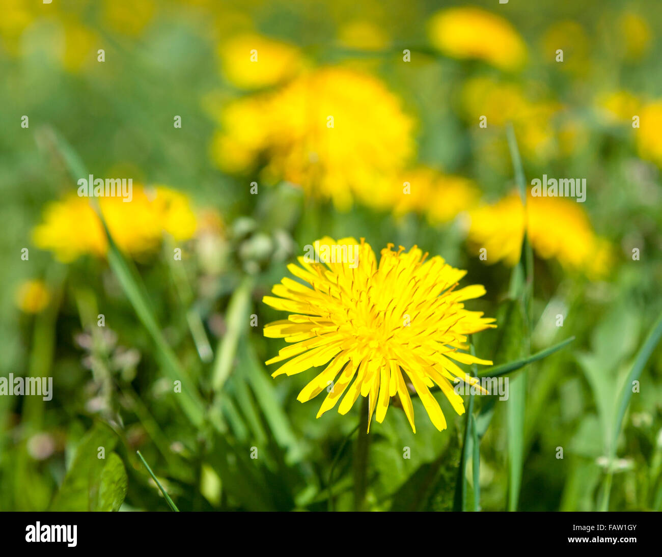 Dandelion (Taraxacum officinale), the common dandelion, is a flowering herbaceous perennial plant of the family Asteraceae (Compositae)  Model Release: No.  Property Release: No. Stock Photo