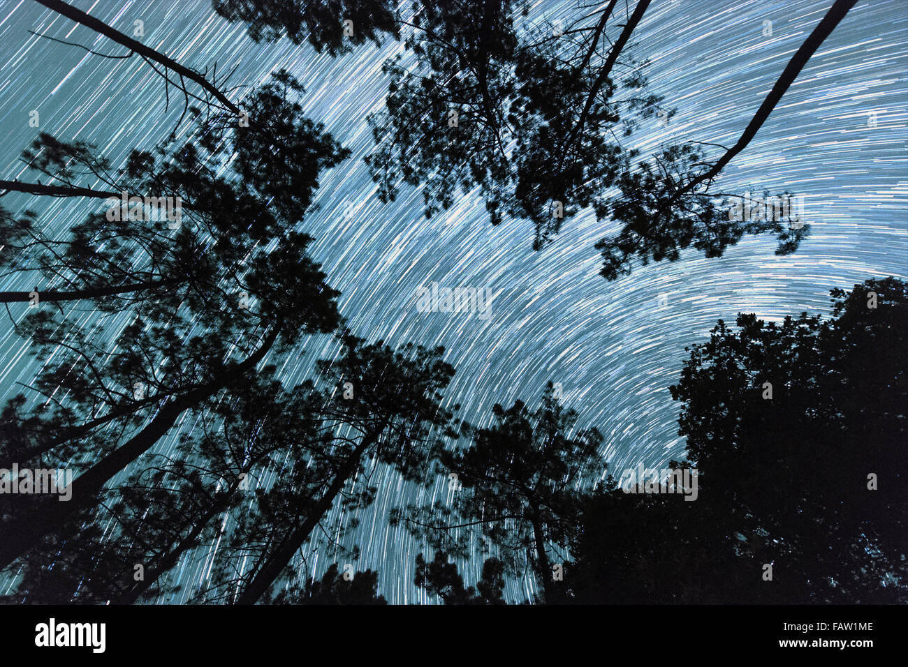 Star trails seen from amongst a grove of pine trees in the Dordogne region of France. Stock Photo