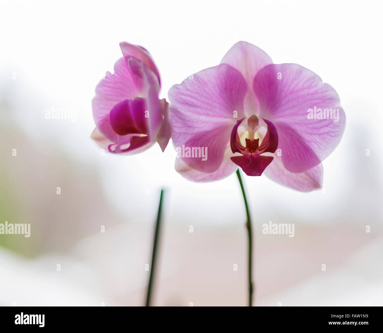 Purple or pink Phalaenopsis, known as the Moth Orchid, abbreviated Phal in the horticultural trade, is an orchid genus of approximately 60 species.  Model Release: No.  Property Release: No. Stock Photo