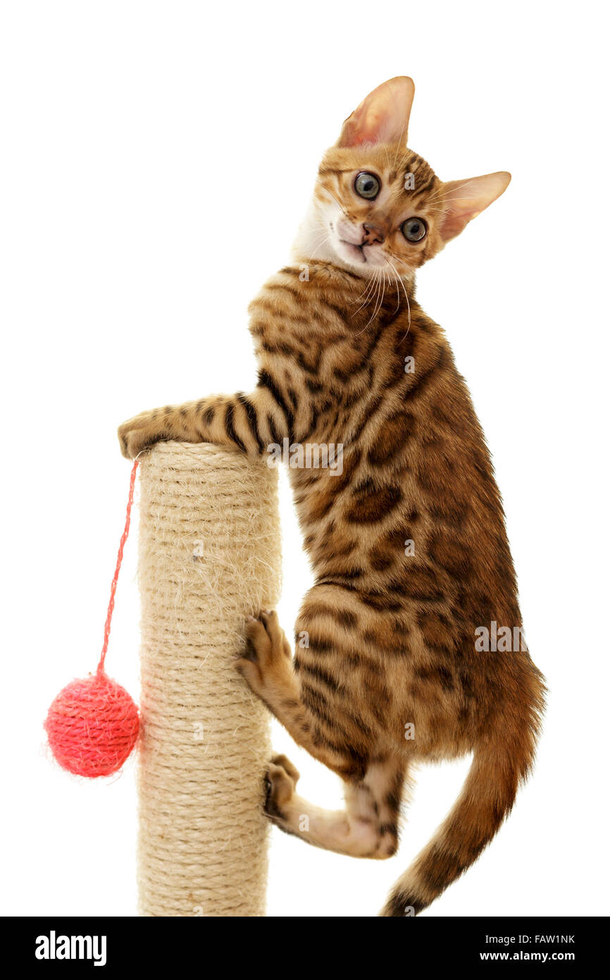 Bengal cat kitten climbing a scratch post isolated on white background