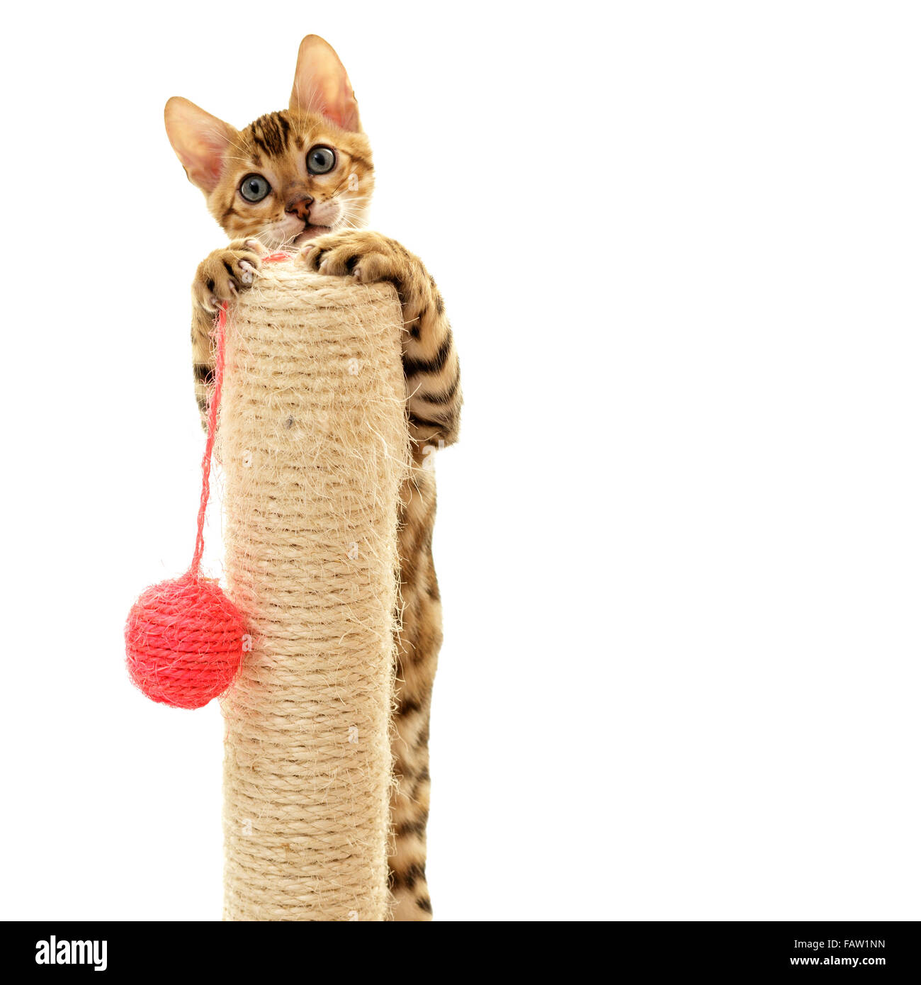 Bengal cat kitten climbing a scratch post isolated on white Stock Photo
