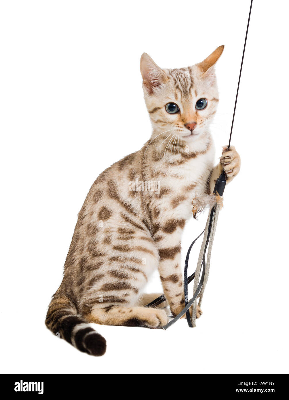 Cute white Bengal cat kitten pulling a string isolated on white background  Model Release: Yes.  Property Release: No. Stock Photo