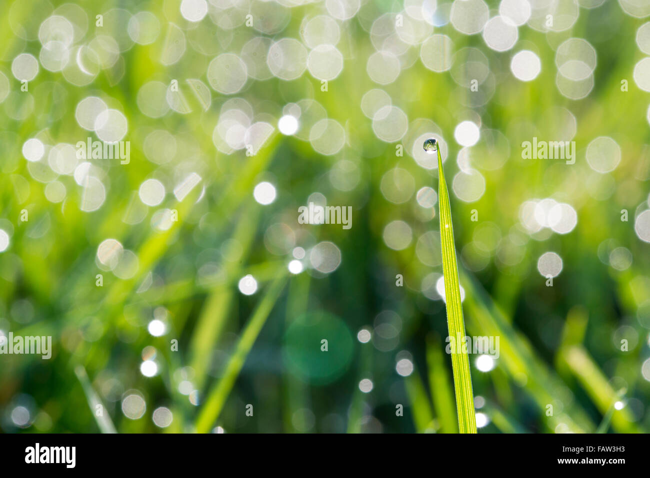 Cambridgeshire, UK. 5th January 2016. Tiny droplets of dew cling on to the tips of grass and sparkle in the winter sunshine. They appear as if they have been carefully placed on the end of each blade of grass overnight. The mild winter weather continues in the East of England with sunshine and showers and a temperature of 9 degrees centigrade forecast. Credit: Julian Eales/Alamy Live News Stock Photo