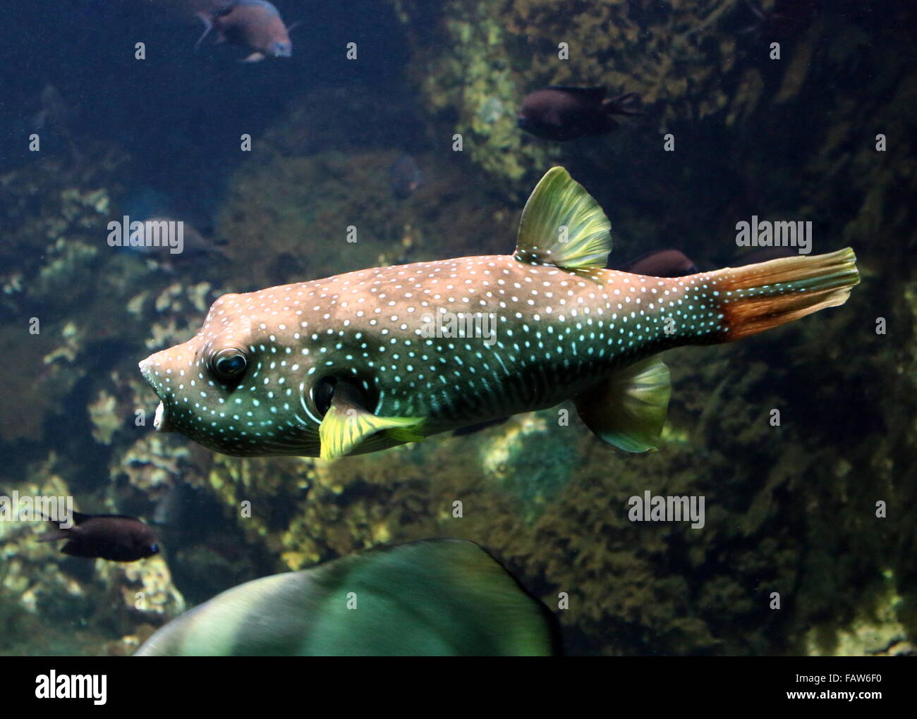 White-spotted puffer fish (Arothron hispidus), native to the Red Sea and Indian & Pacific Oceans Stock Photo