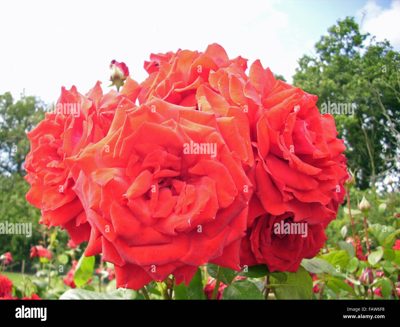 Red standard roses Stock Photo Alamy