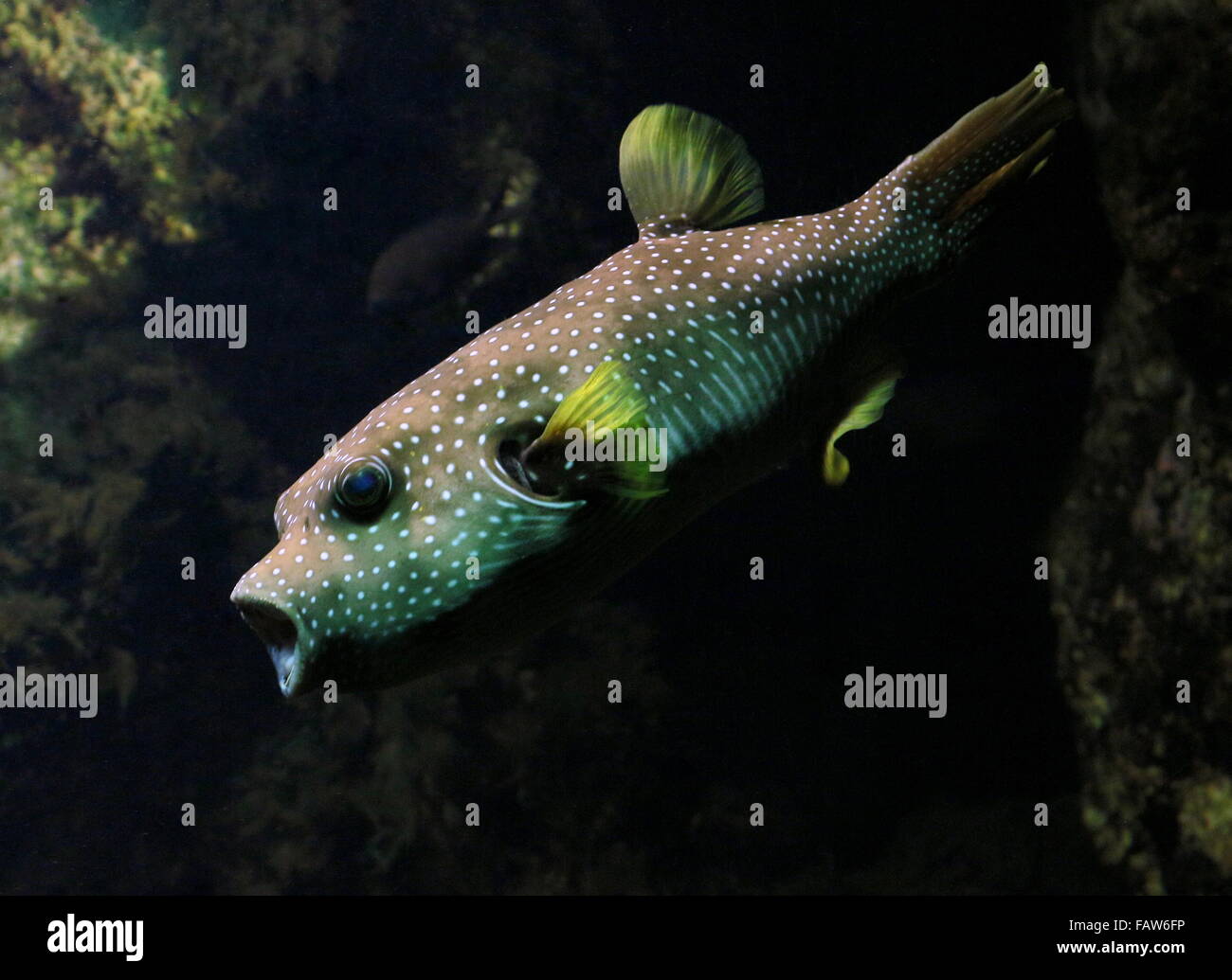 White-spotted puffer fish (Arothron hispidus), native to the Red Sea and Indian & Pacific Oceans Stock Photo