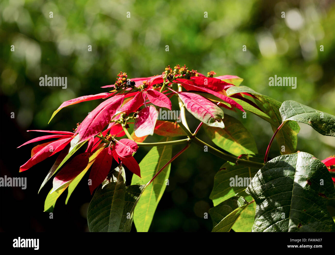Wild growing winter rose with blossoms in its natural environment in Bali, Indonesia Stock Photo