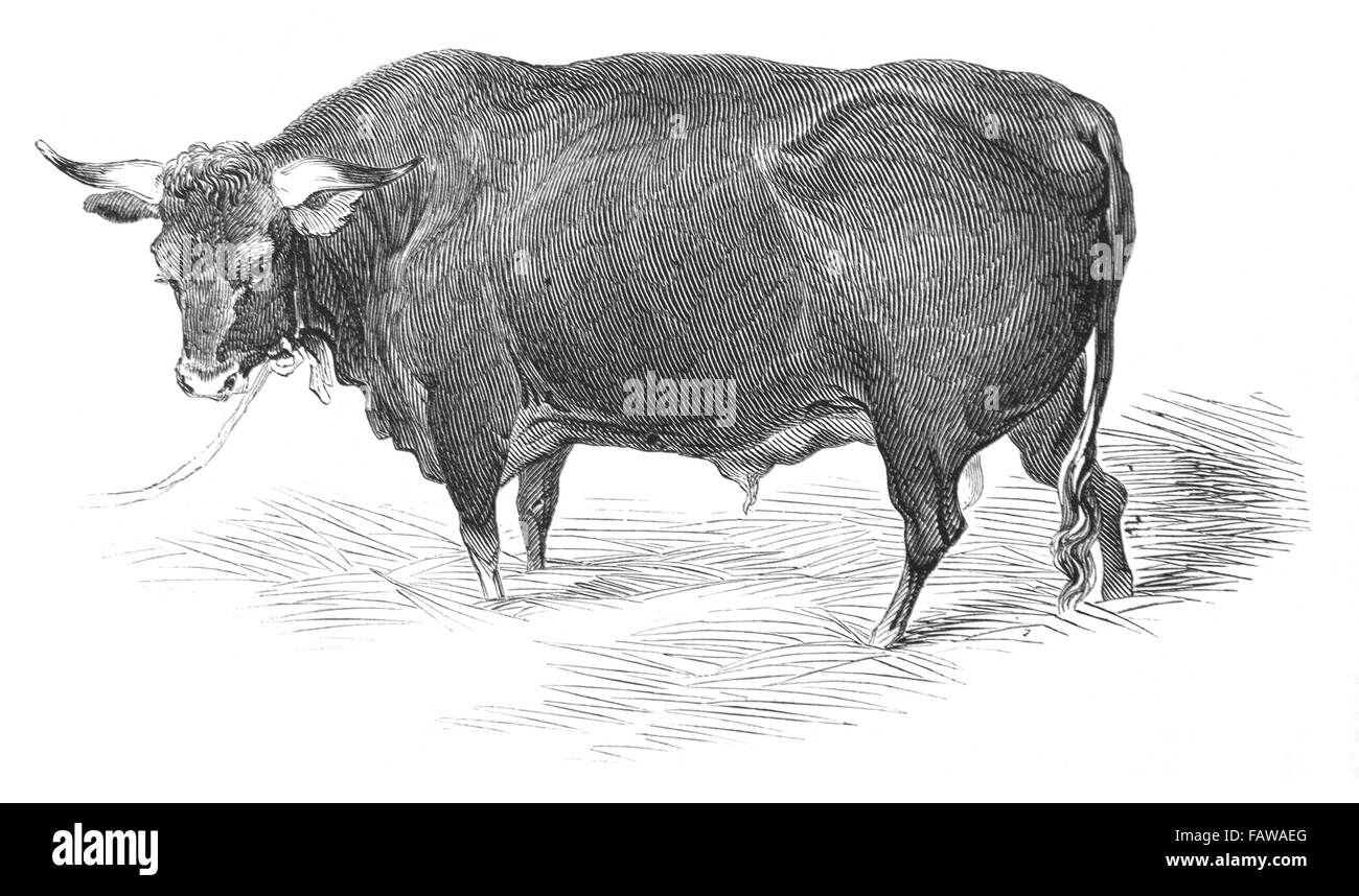 Devon Bull, bred by Mr G Turner, 1844 Southampton Meeting of the Royal Agricultural Society Illustrated London News July 1844; B Stock Photo