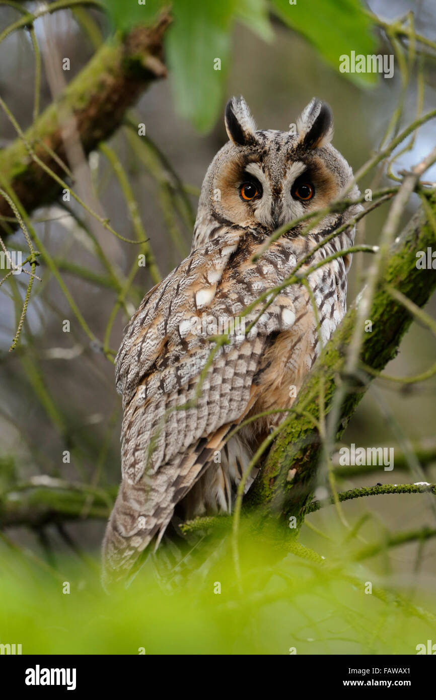 Adult Long-eared Owl / Waldohreule ( Asio otus ) perched in a tree, watches attentively towards the camera. Stock Photo