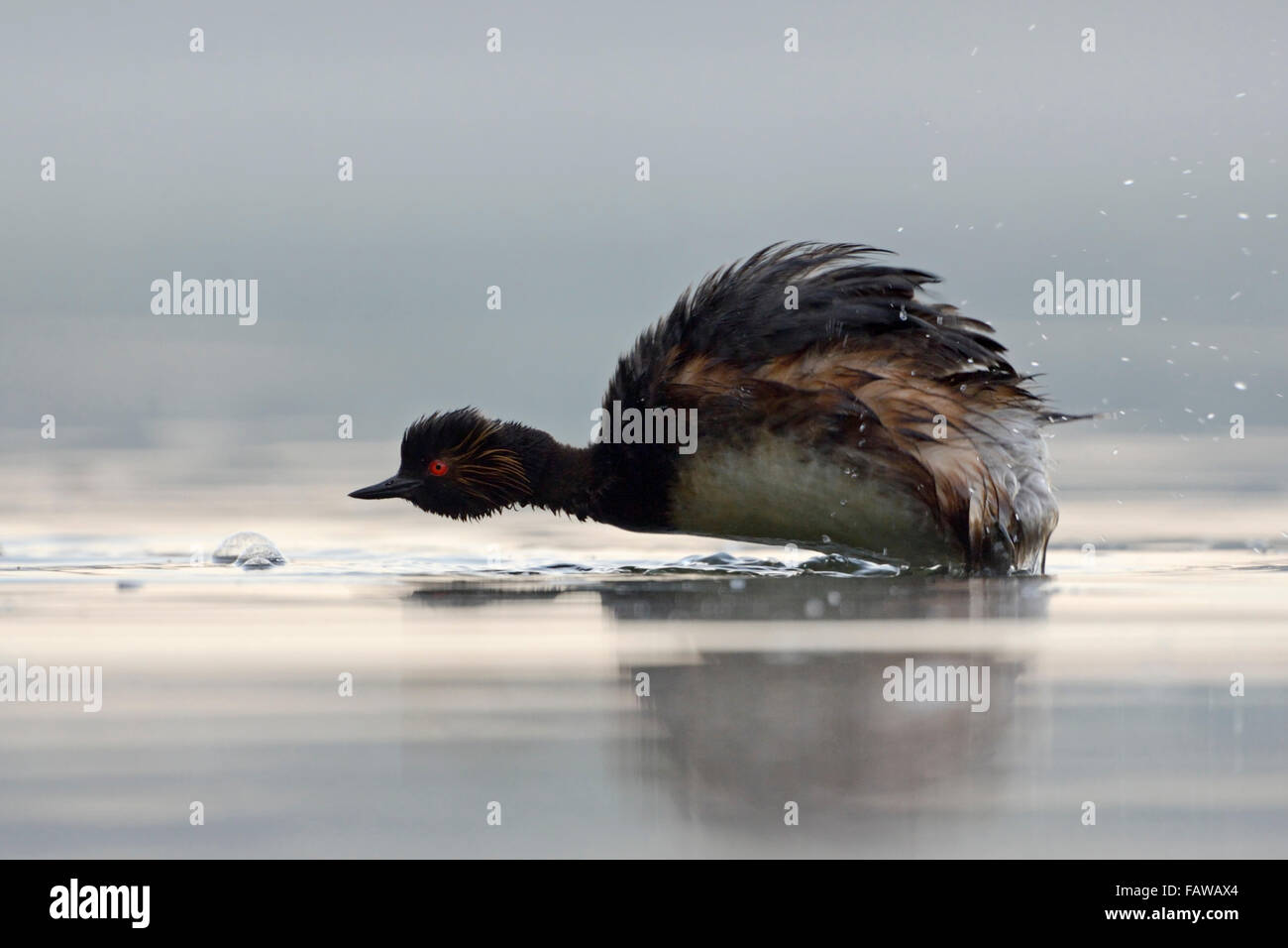 Black-necked Grebe / Eared Grebe / Schwarzhalstaucher ( Podiceps nigricollis ) shaking off its plumage. Stock Photo