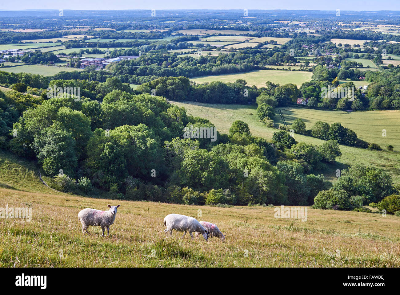 Landscape of the Low Weald from the South Downs with Sheep Grazing Stock Photo