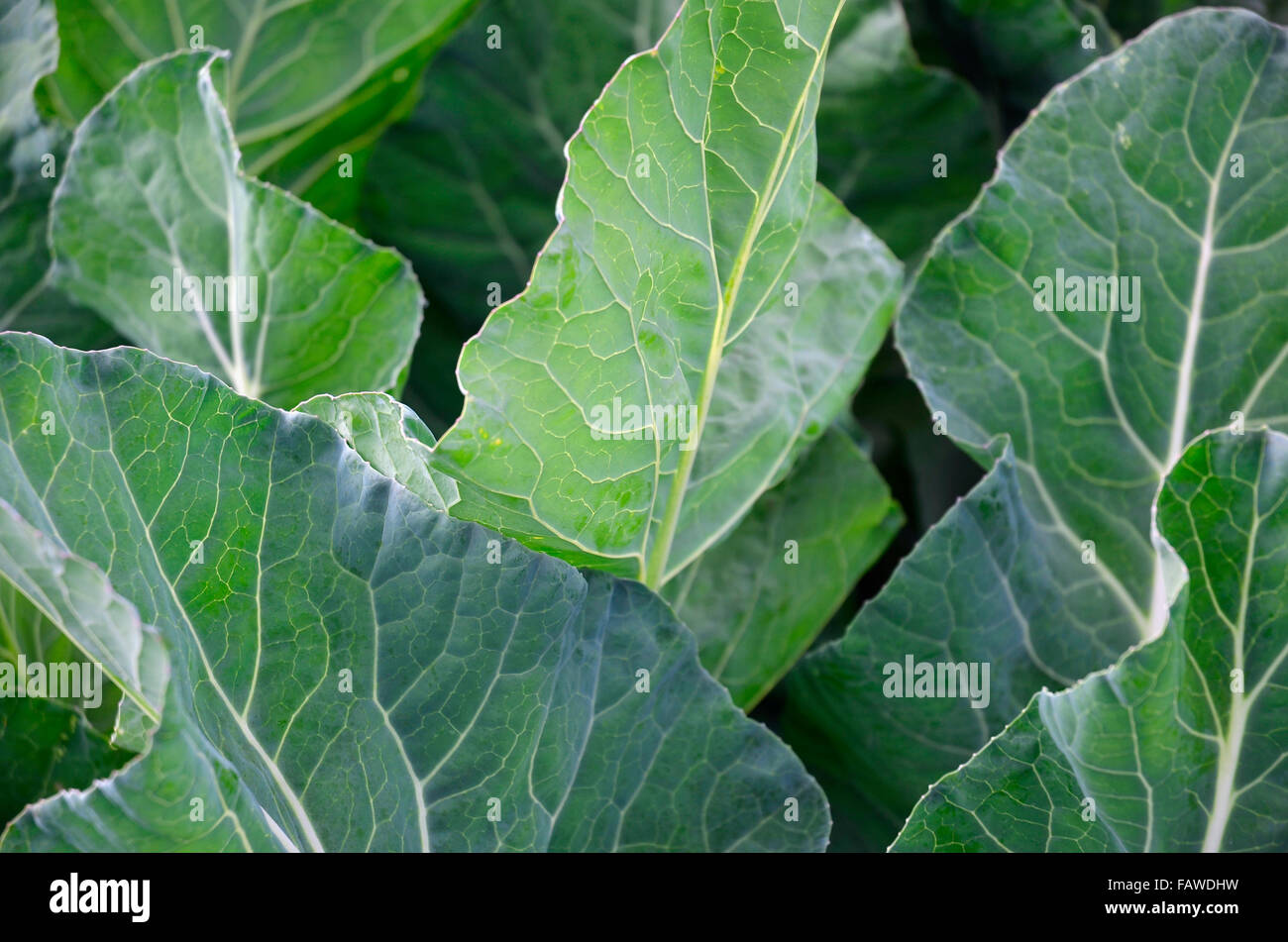 Cauliflower leaves. Stock Photo