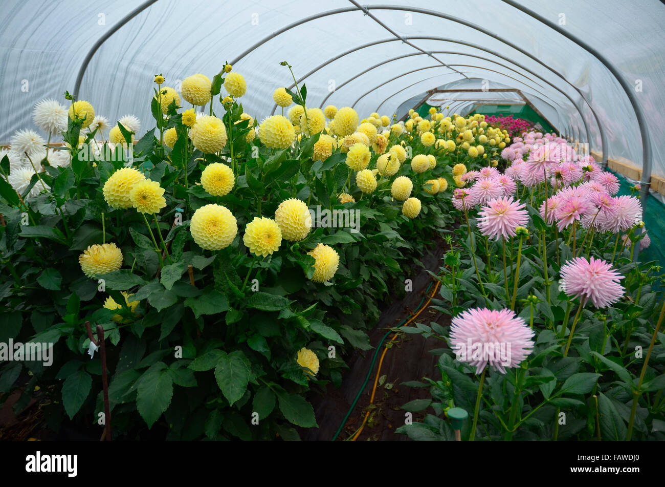 Hoop house hires stock photography and images Alamy
