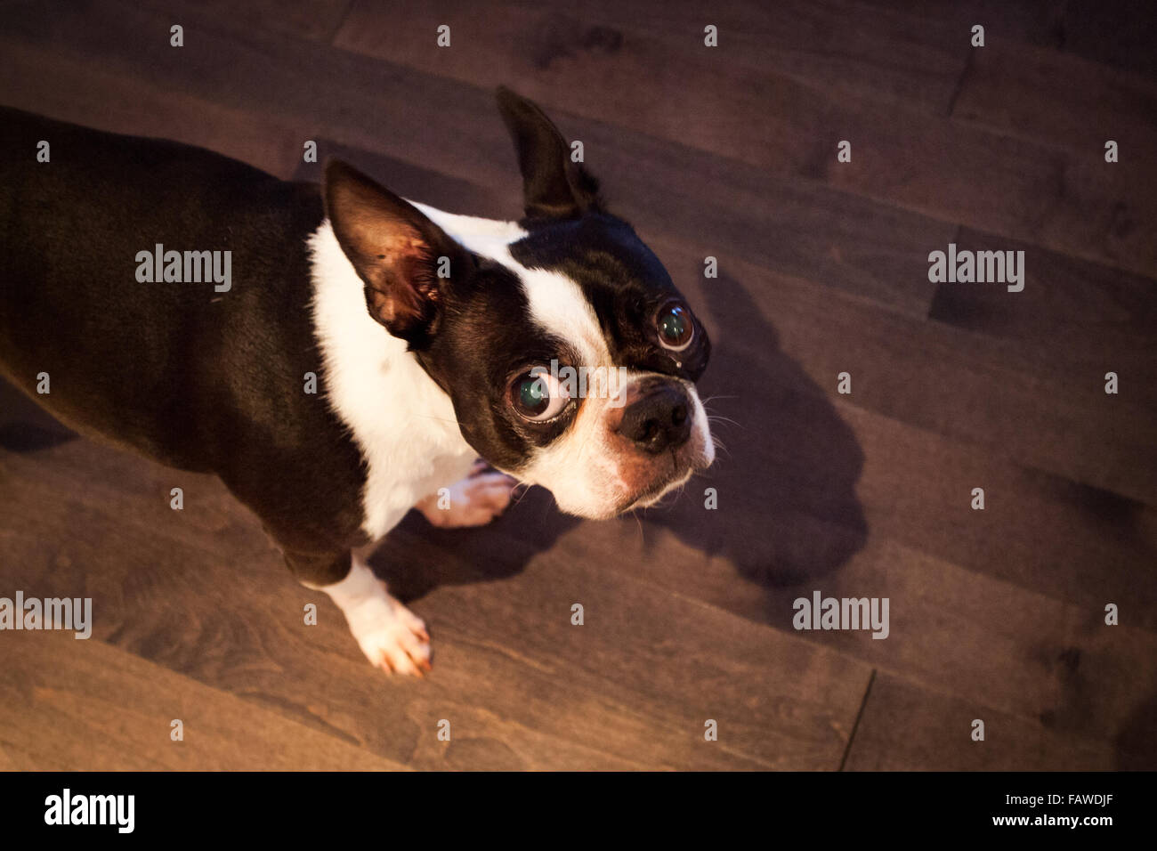 are boston terriers stubborn dogs