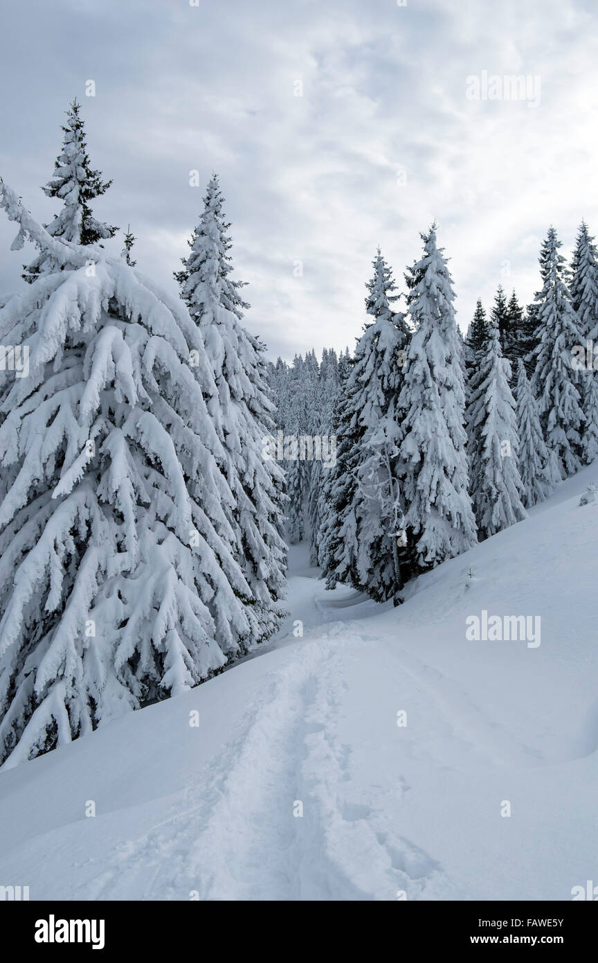 Winter landscape in the mountains with snow covered forest Stock Photo ...