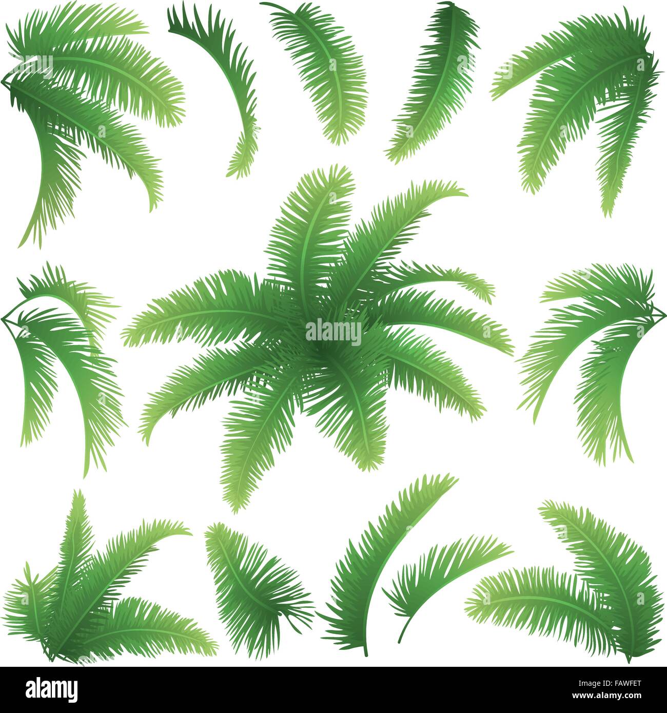 Branches of palm trees Stock Vector Image & Art Alamy