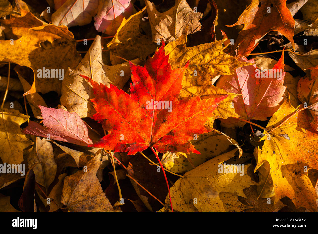 Red maple leaf on leaf background; Knowlton, Quebec, Canada Stock Photo