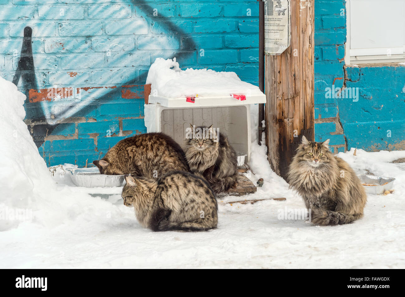 Hungry stray cats eating food in an alley, full of snow, during winter