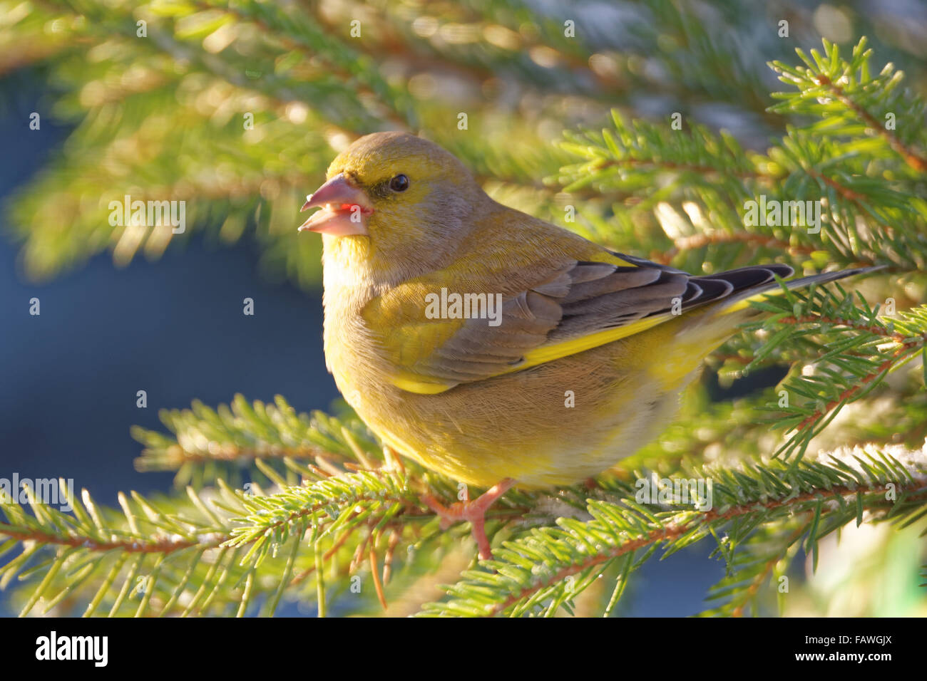 Greenfinch (Chloris chloris) is a small passerine bird in the finch family. Stock Photo