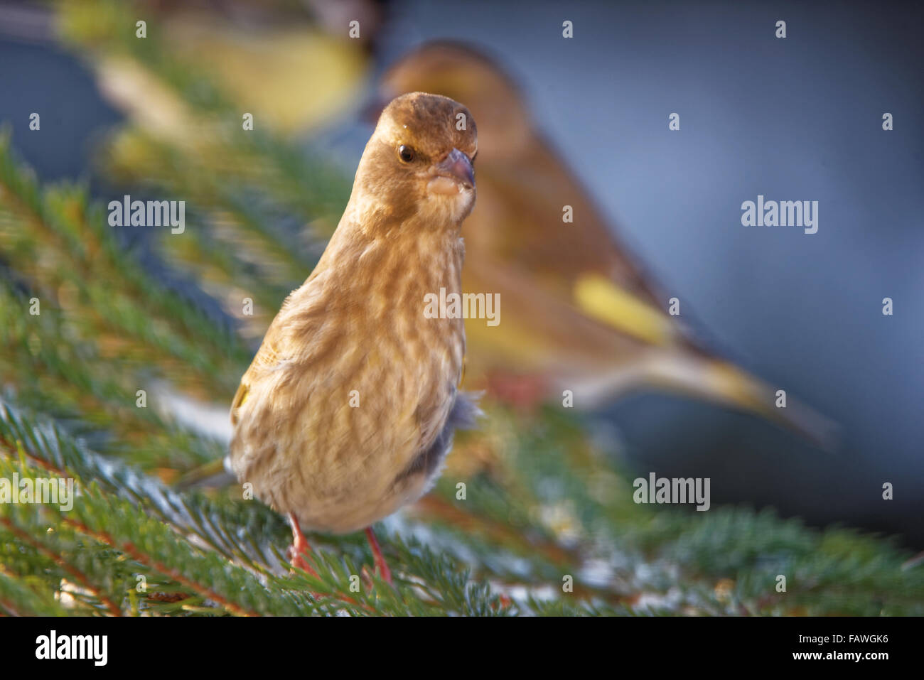 Greenfinch (Chloris chloris) is a small passerine bird in the finch family. Stock Photo
