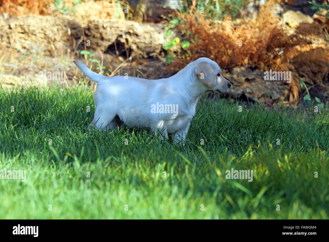 nice cute yellow labrador puppy playing in green grass in summer Stock ...