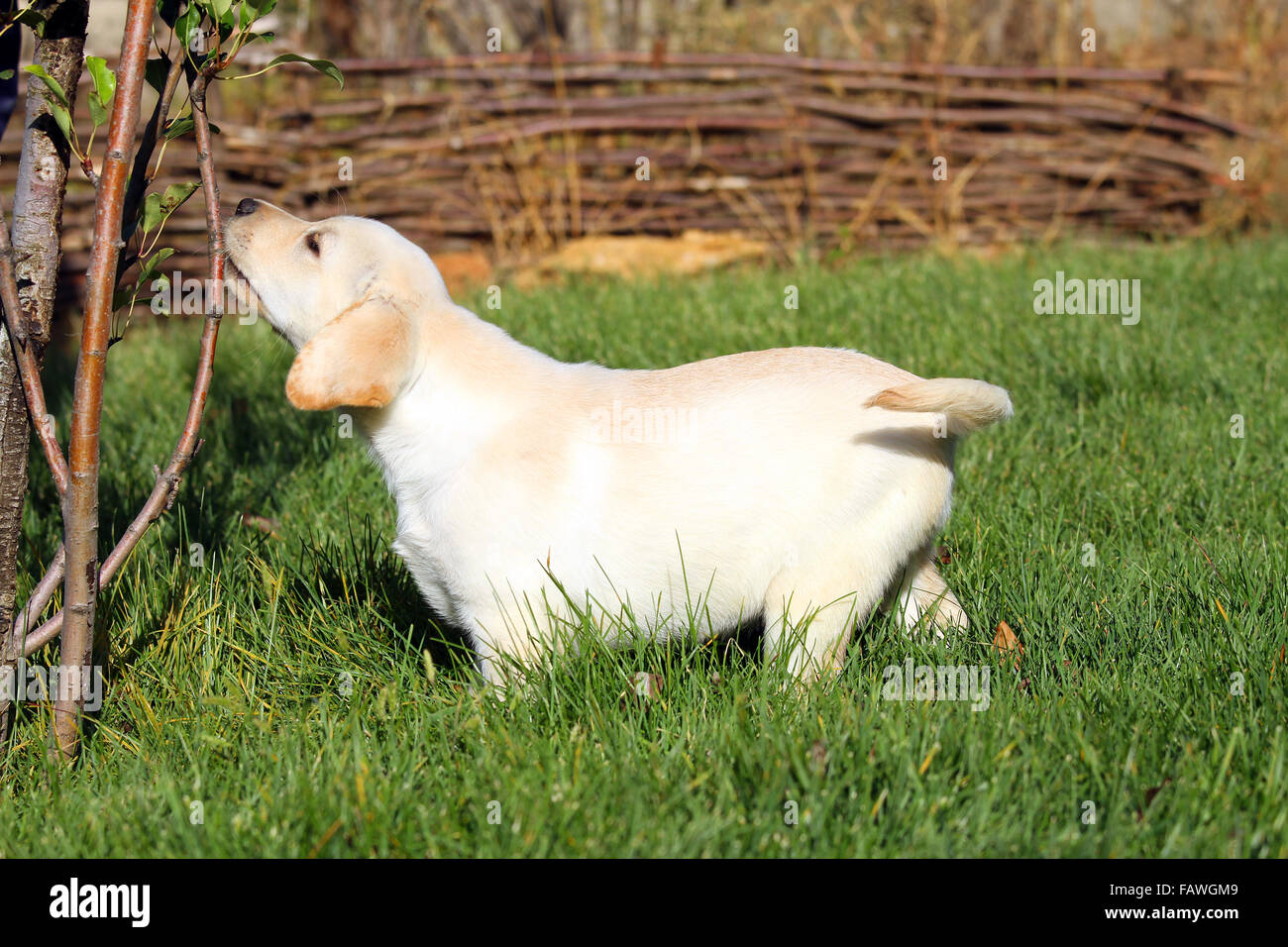 the nice cute yellow labrador puppy playing in green grass in summer ...
