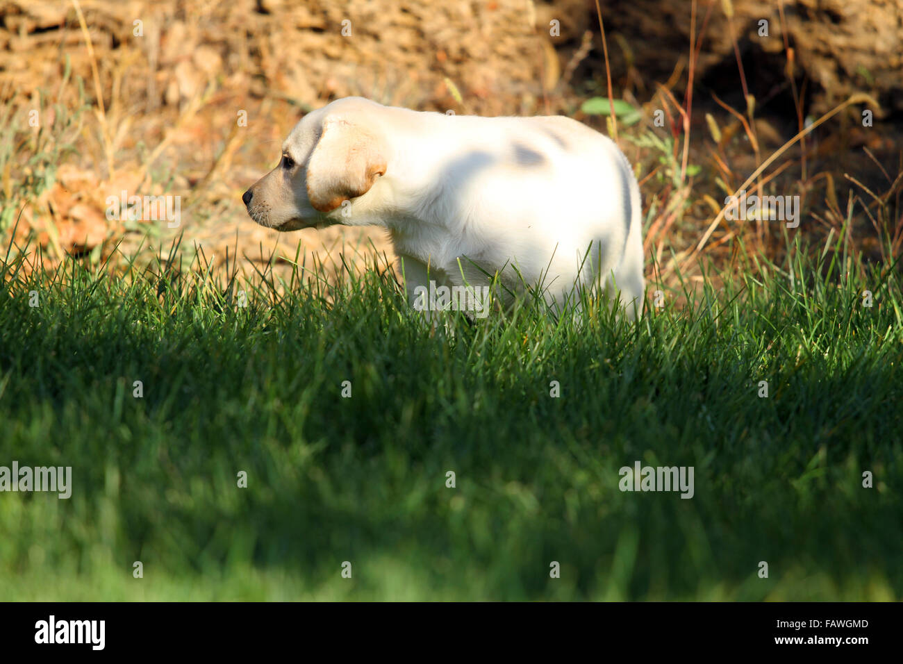 the nice little cute yellow labrador puppy playing in green grass in ...