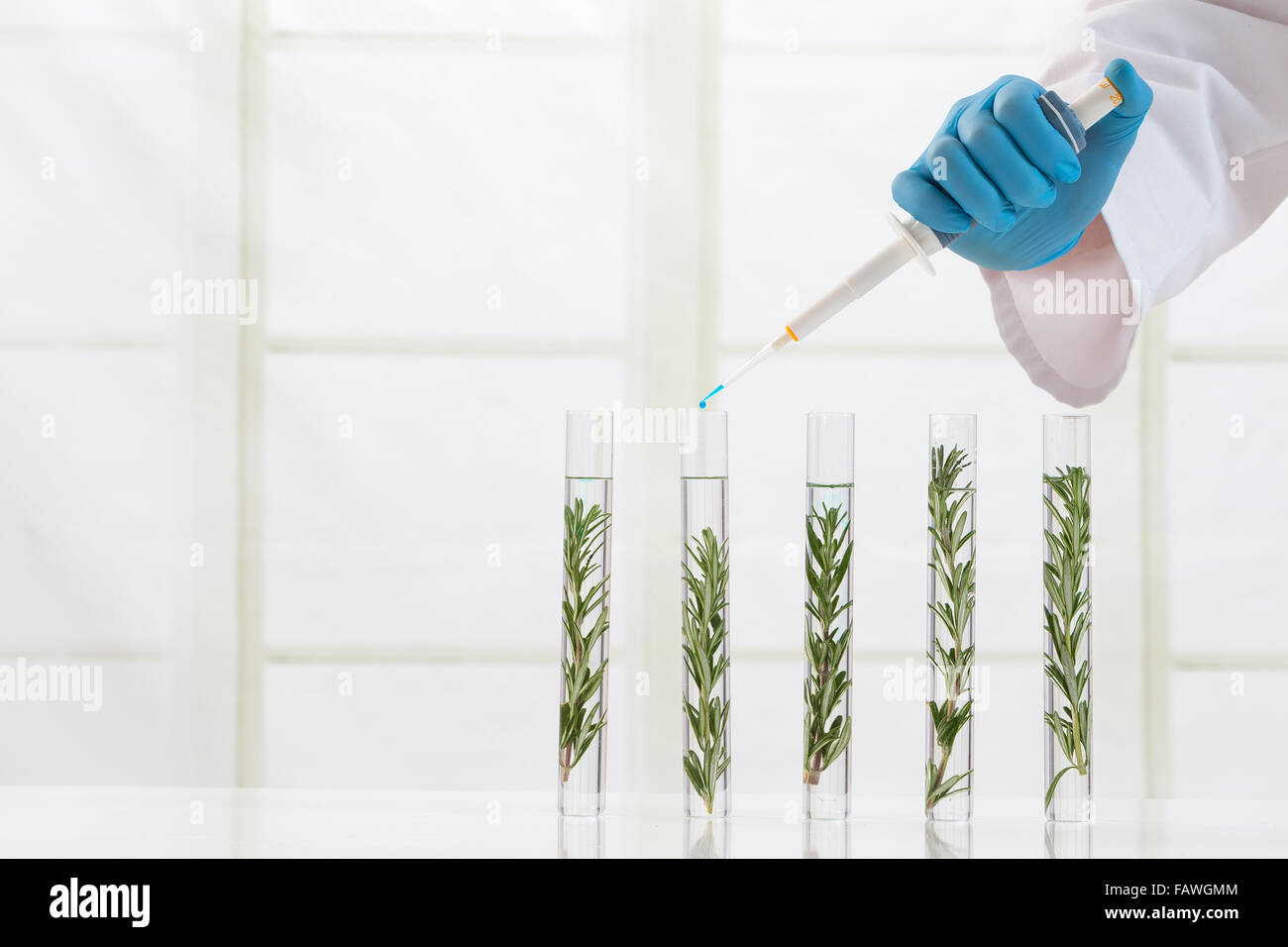 laboratory cloning experiment on plants Stock Photo