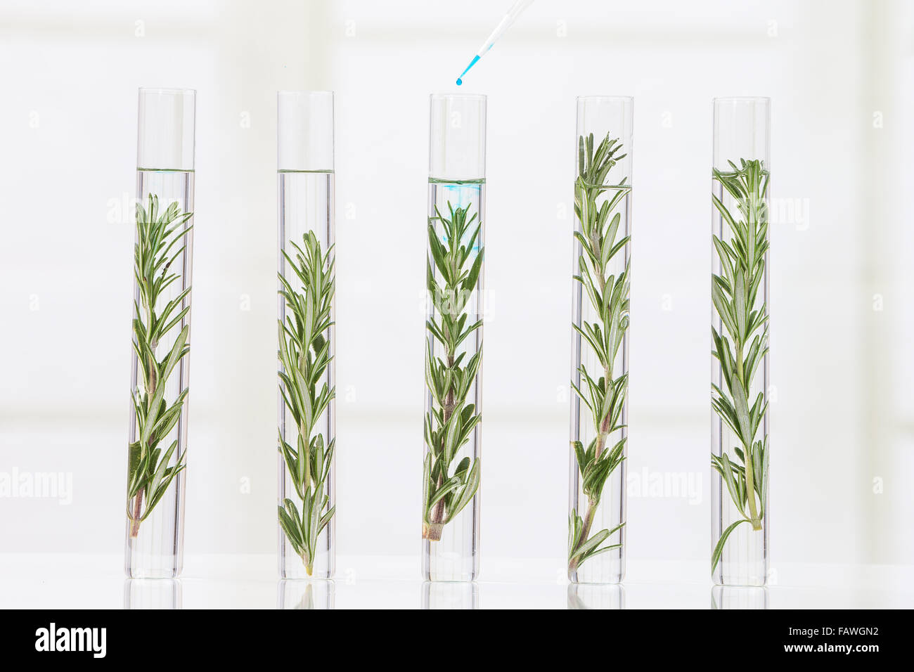 laboratory cloning experiment on plants Stock Photo