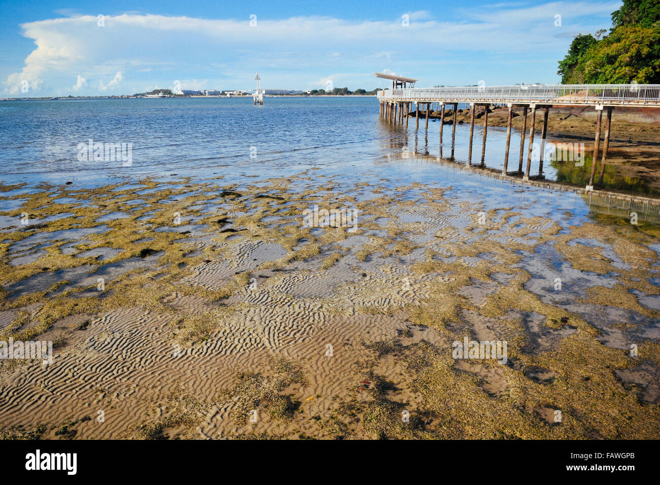 Intertidal boardwalk at Chek Jawa, Singapore Stock Photo