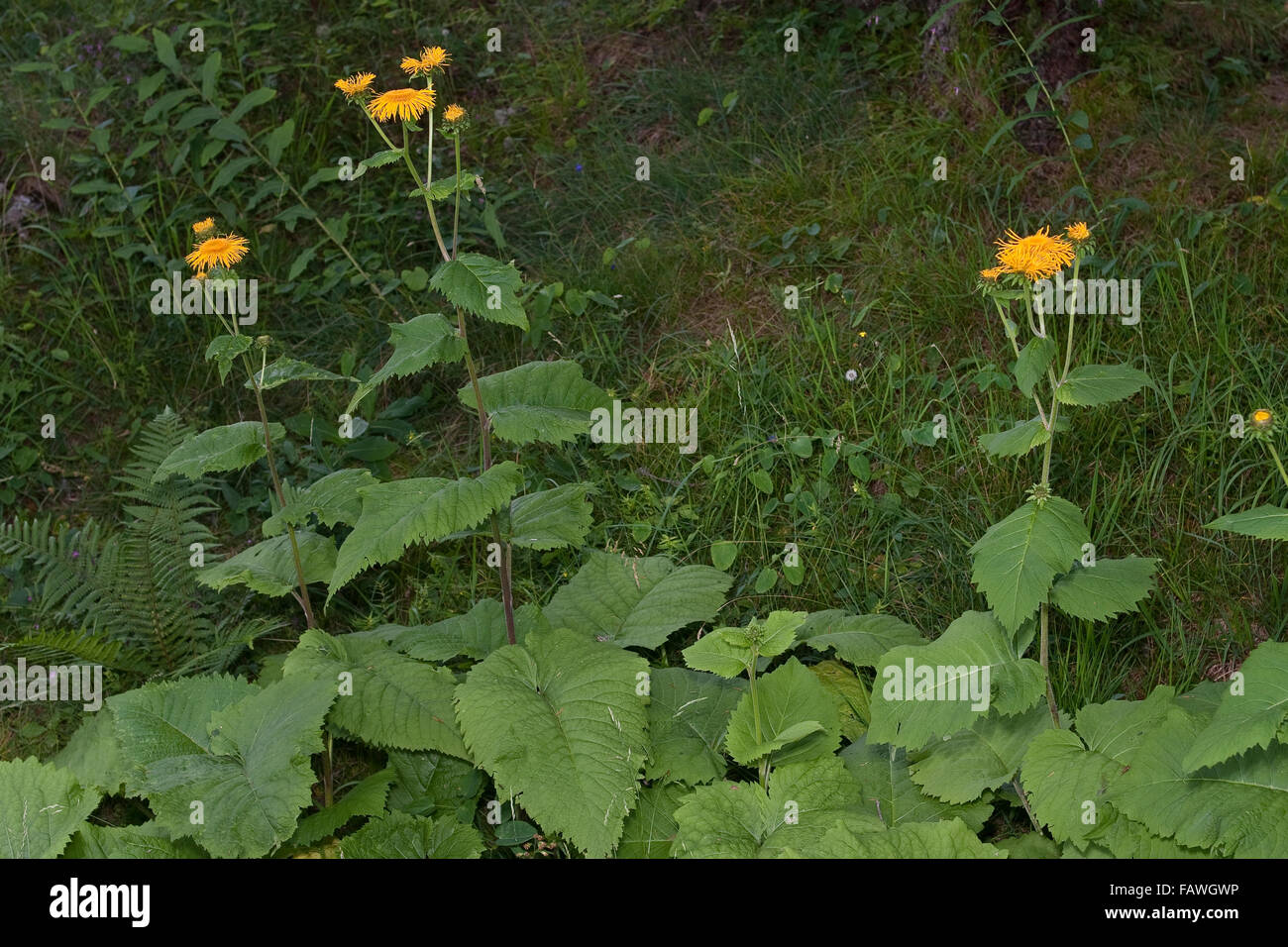 Large Yellow Oxeye, Große Telekie, Telekia speciosa, Buphthalmum speciosum, œil de bœuf Stock Photo