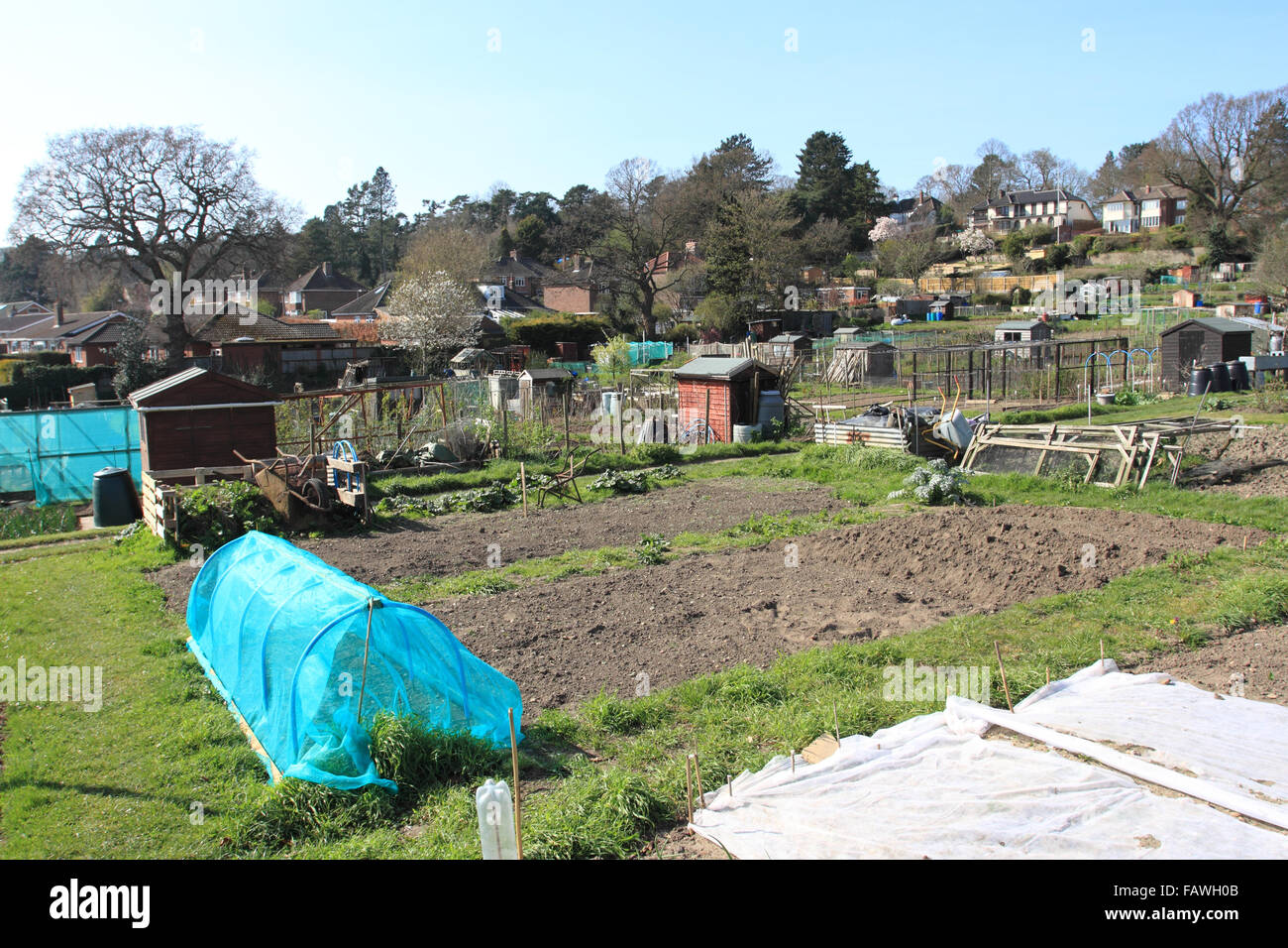 Allotment, vegetable plots, gardening in summer tome.Norwich,Norfolk,UK Stock Photo