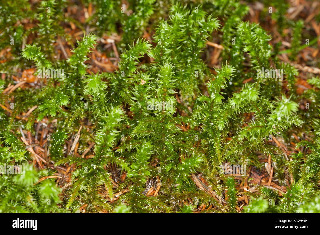 Big Shaggy-moss, Shaggy moss, rough neck moss, electrified cat's tail moss, Großes Kranzmoos, Rhytidiadelphus triquetrus Stock Photo