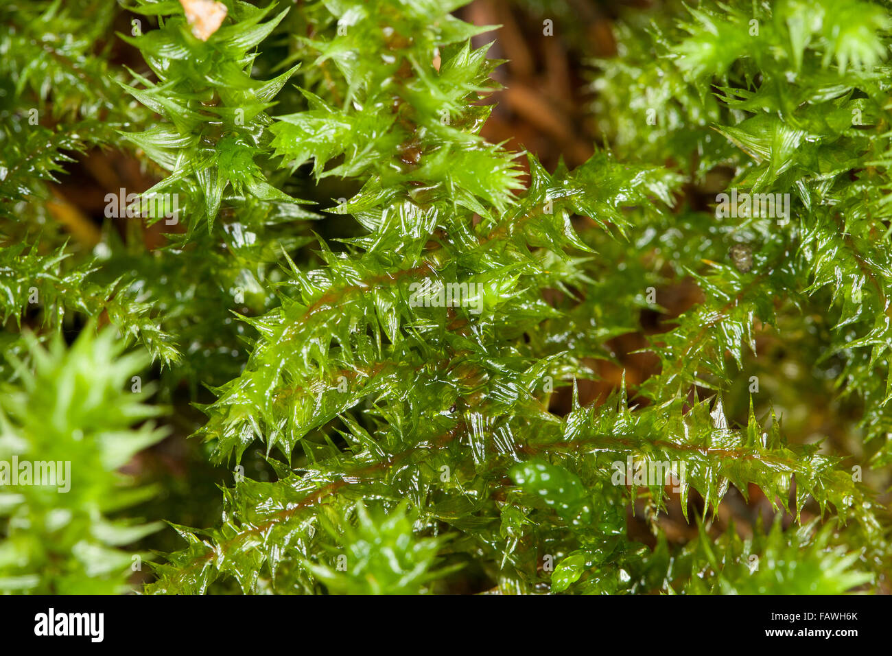 Big Shaggy-moss, Shaggy moss, rough neck moss, electrified cat's tail moss, Großes Kranzmoos, Rhytidiadelphus triquetrus Stock Photo