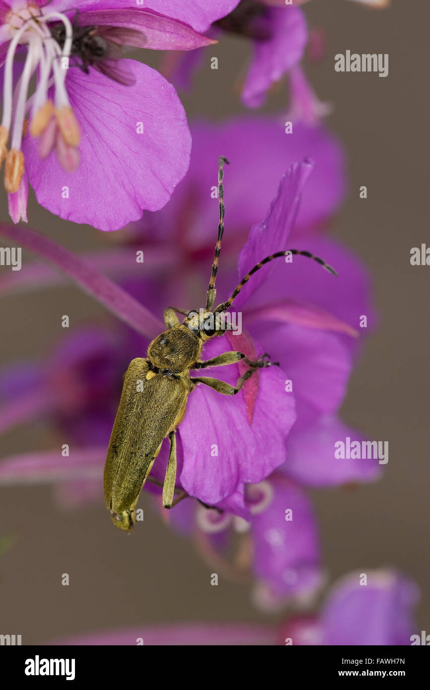 Longhorn beetle, Grüner Schmalbock, Dichtbehaarter Halsbock, Blütenbesuch, Lepturobosca virens, Leptura virens Stock Photo