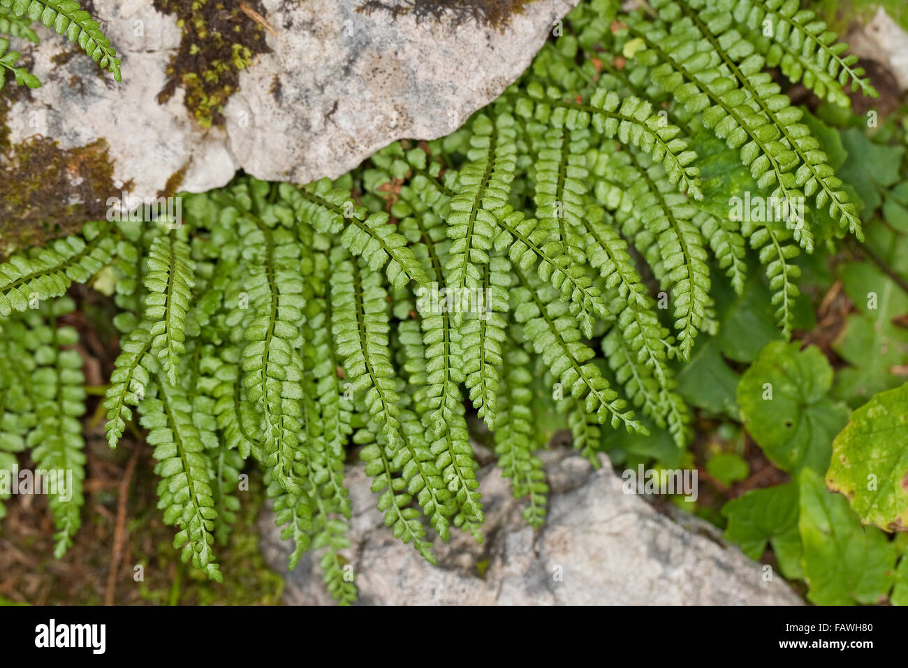 Green Spleenwort, Grüner Streifenfarn, Grünstieliger Streifenfarn, Asplenium viride, Le capillaire vert, doradille verte Stock Photo