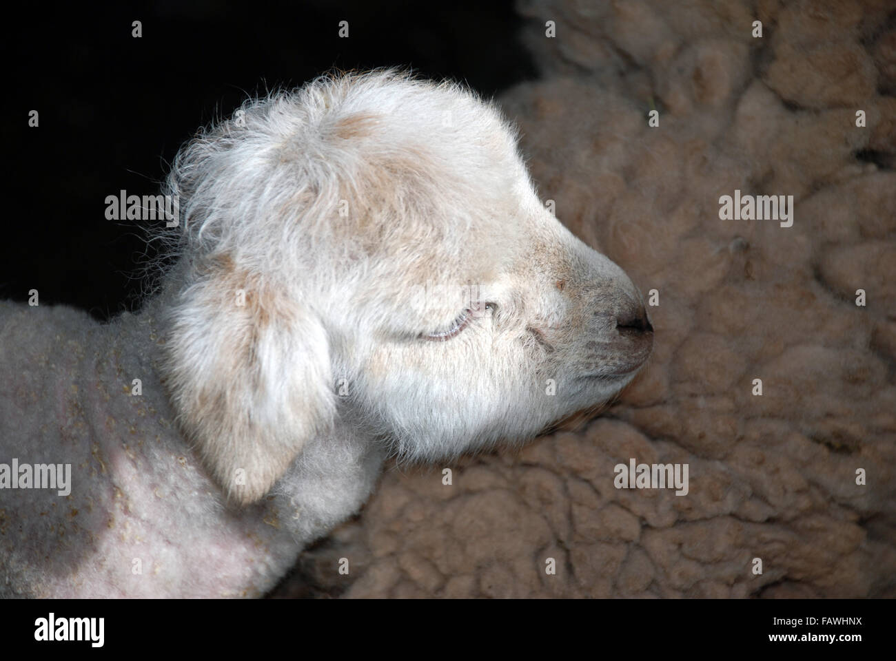 Lamb sleeping in sun Stock Photo Alamy