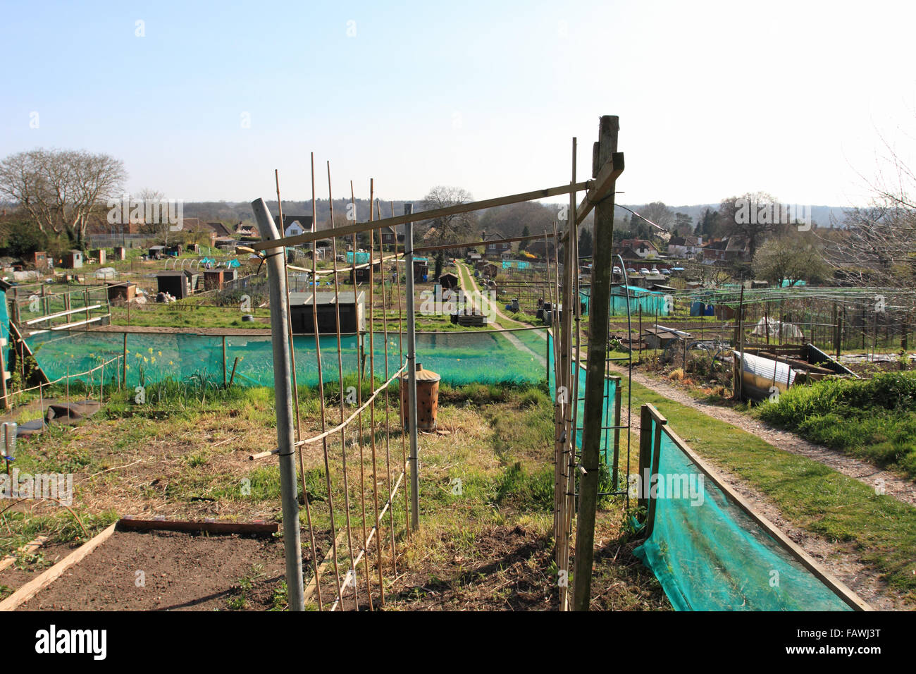 Allotment, vegetable plots, gardening in summer tome.Norwich,Norfolk,UK Stock Photo