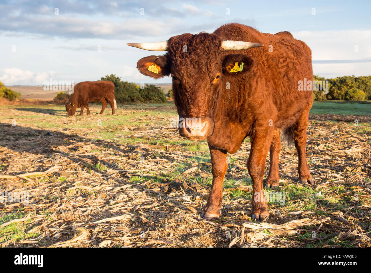 Horned cow uk hires stock photography and images Alamy