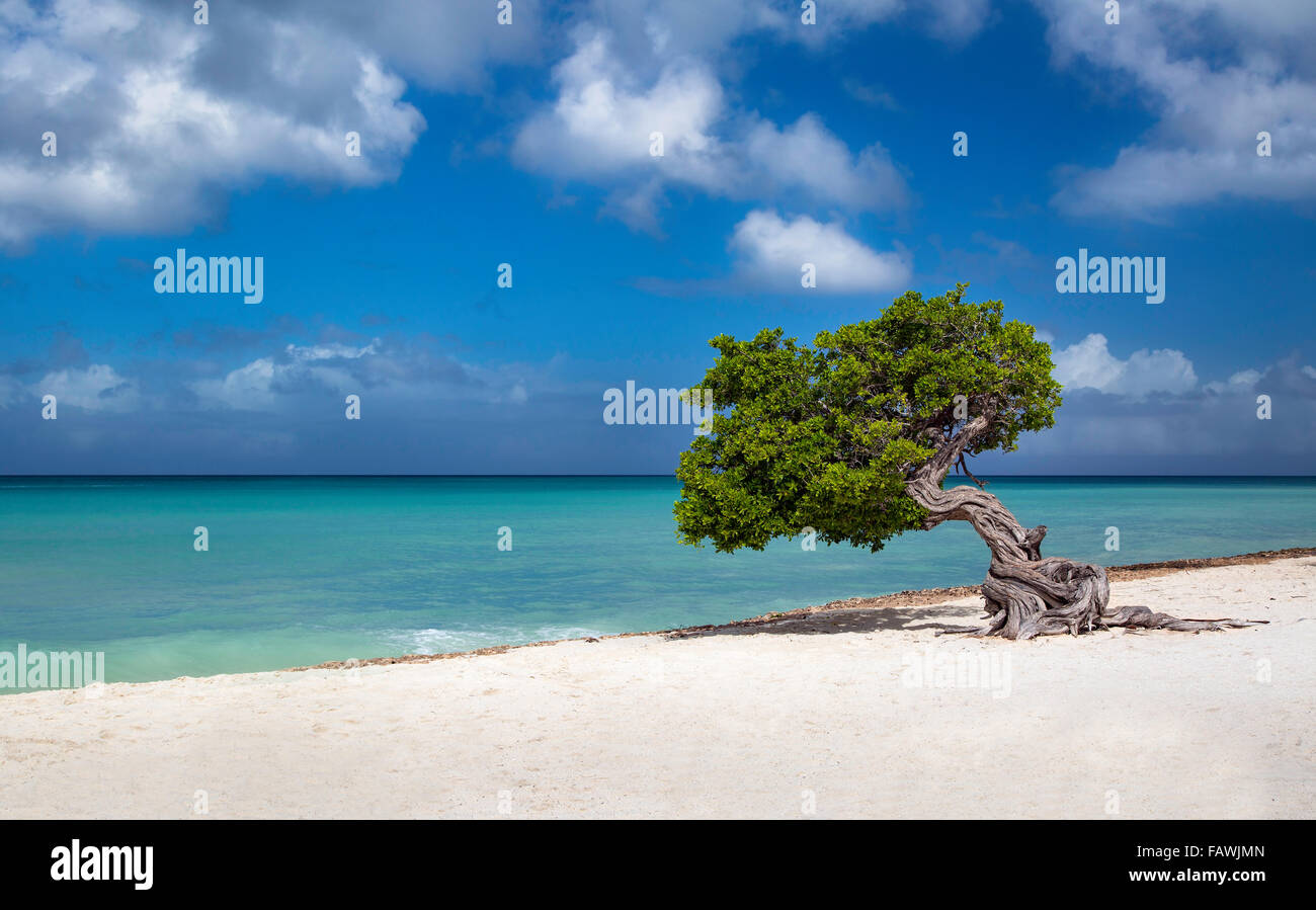 Weathered Fototi tree (often mistaken for Divi Divi) on the beach of Aruba, West Indies Stock Photo