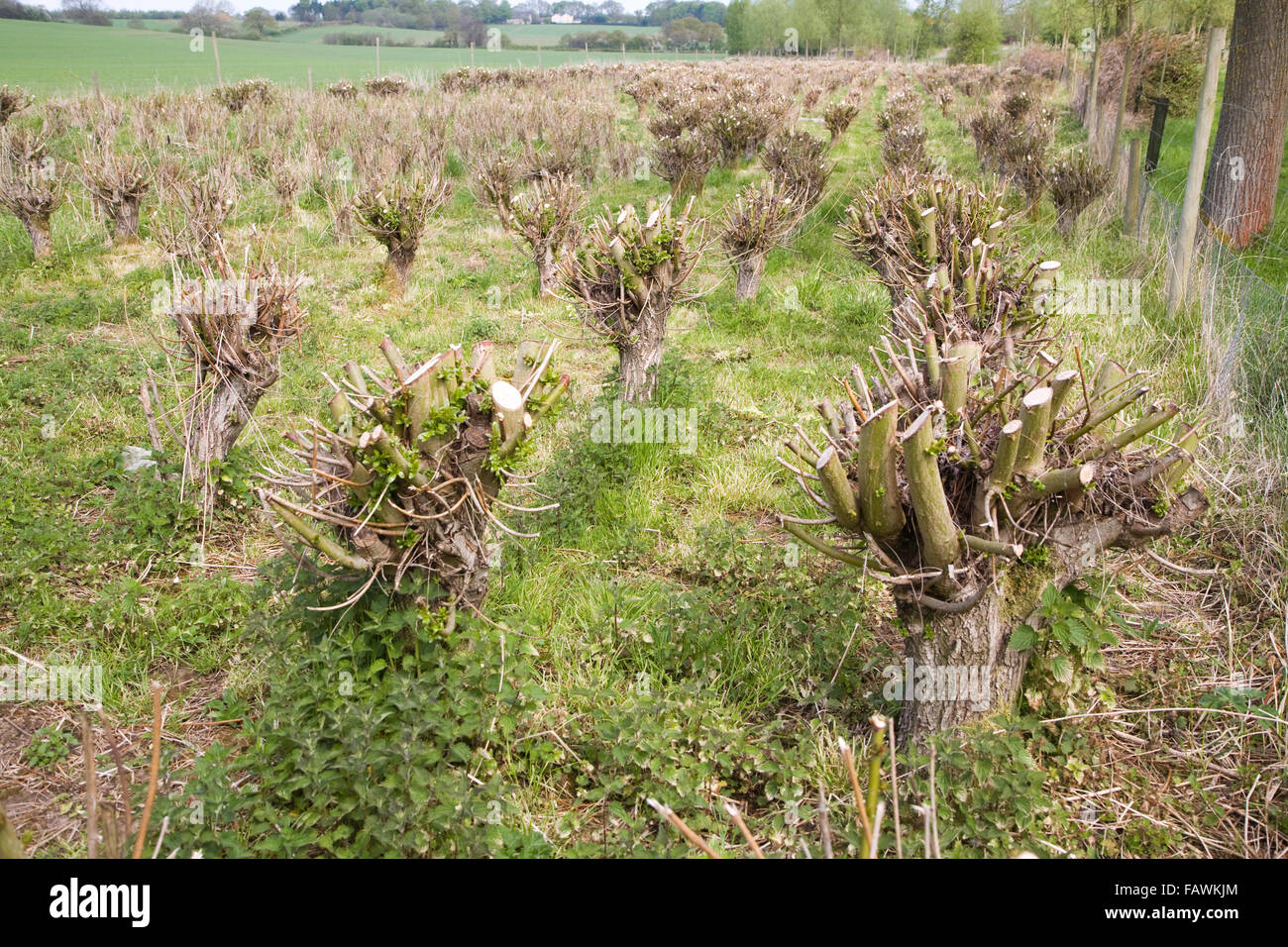 Set bed of cricket bat willow, Salix Alba Caerulea, which produces
