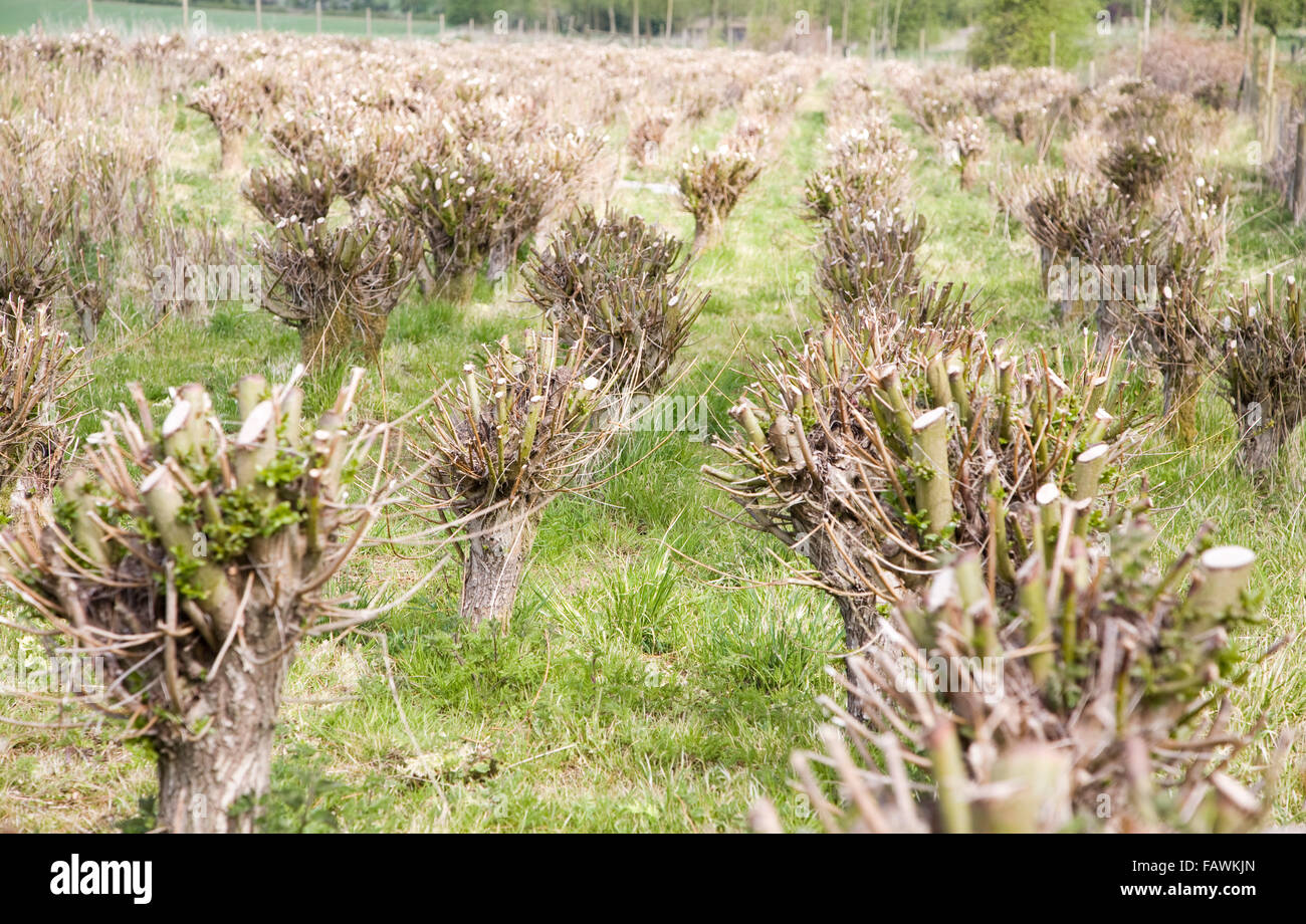 Set bed of cricket bat willow, Salix Alba Caerulea, which produces