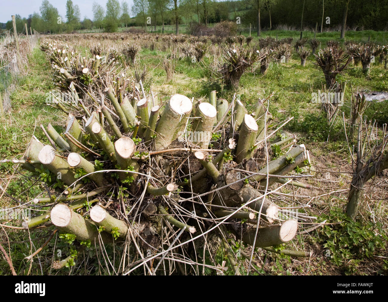 Cricket bat willow trees hires stock photography and images Alamy