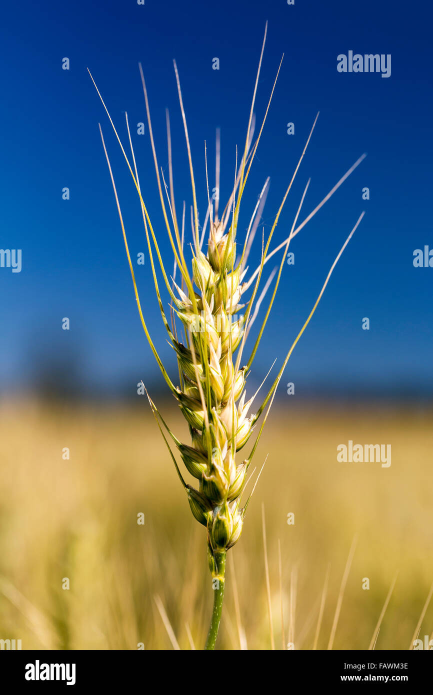 Close up of a ripening wheat head in a field with blue sky; Acme