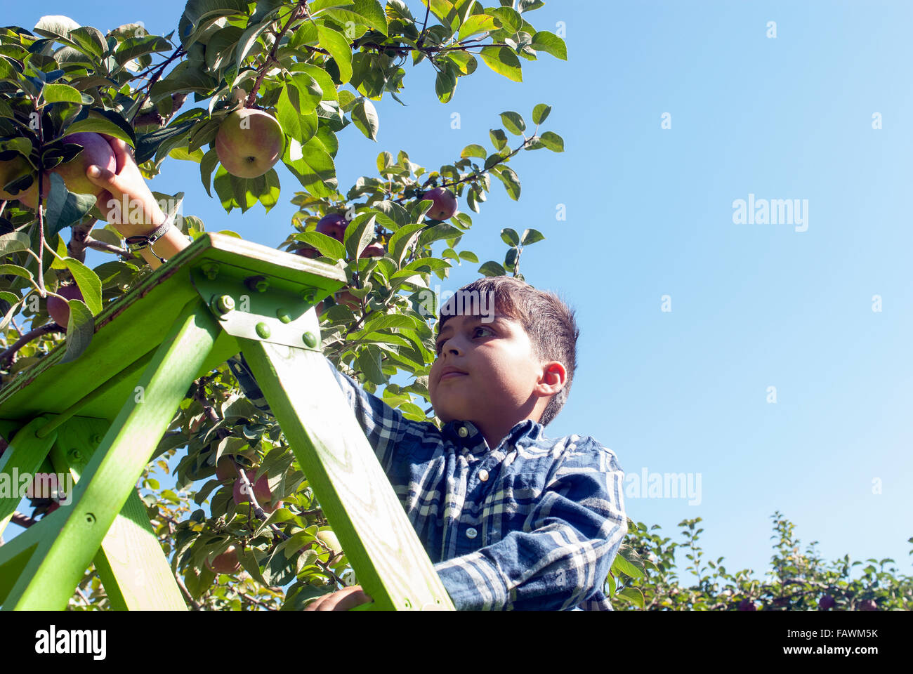 Young boy picking apples in an apple orchard; Quebec, Canada Stock